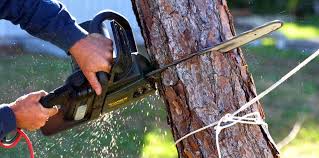 Farmingdale, NY Tree Care Company