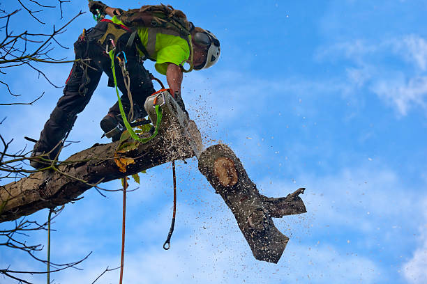 How Our Tree Care Process Works  in  Farmingdale, NY